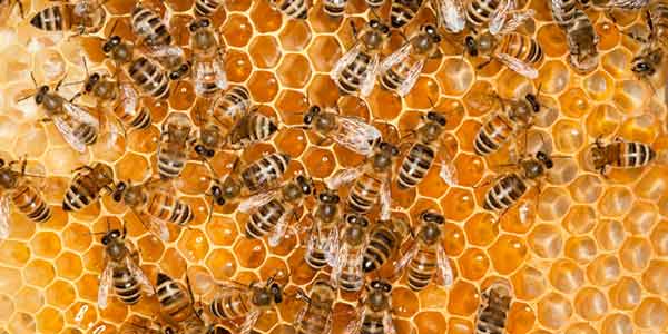 Types of Honey Bees: Everything You Need to Know About Them