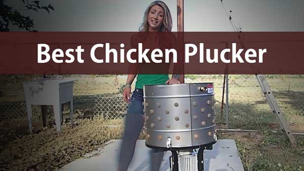 Best Chicken Plucker Reviews For The Money