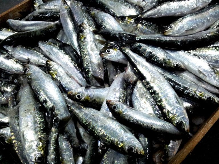 Are Sardines Good For Your Skin?
