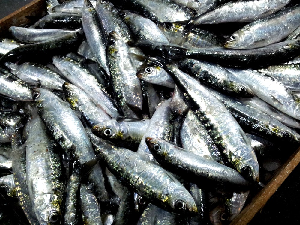 are sardines good for your skin