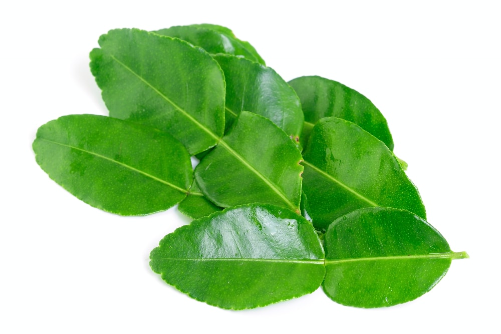 curry leaves substitute kaffir lime leaves