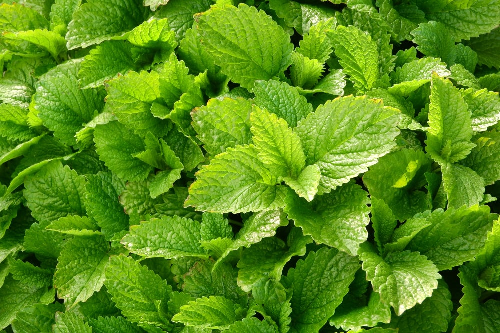 lemon balm replacement for curry leaves
