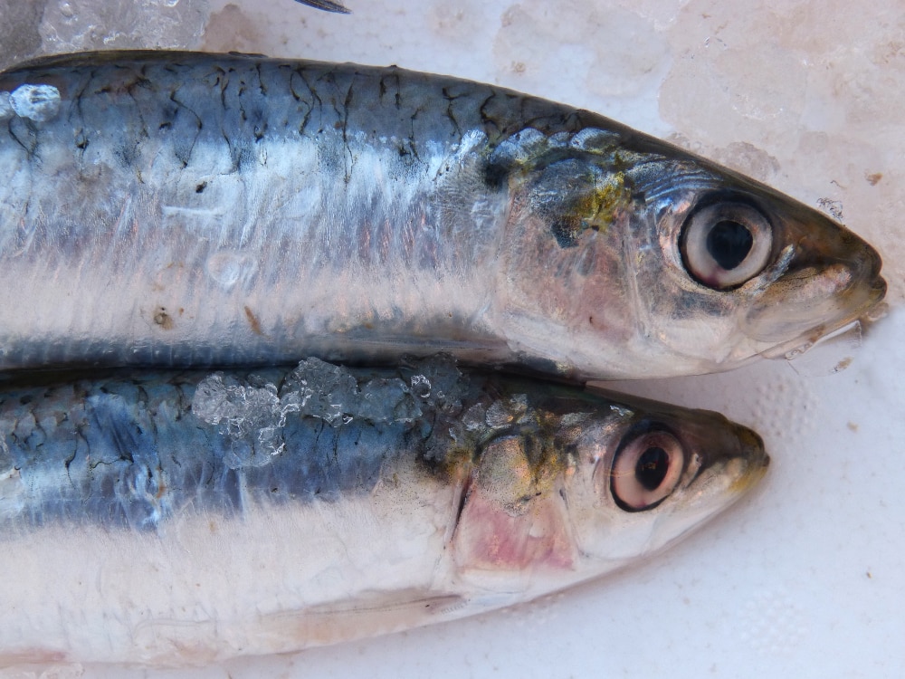 sardines benefits for skin