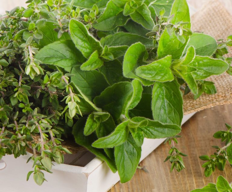 Thyme Vs Oregano – What’s The Difference Between Thyme And Oregano?