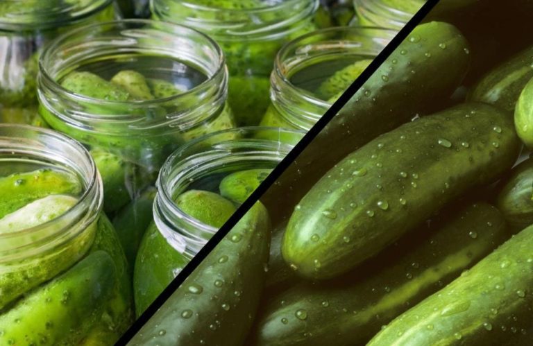 Pickle vs Cucumber: A Practical Guide
