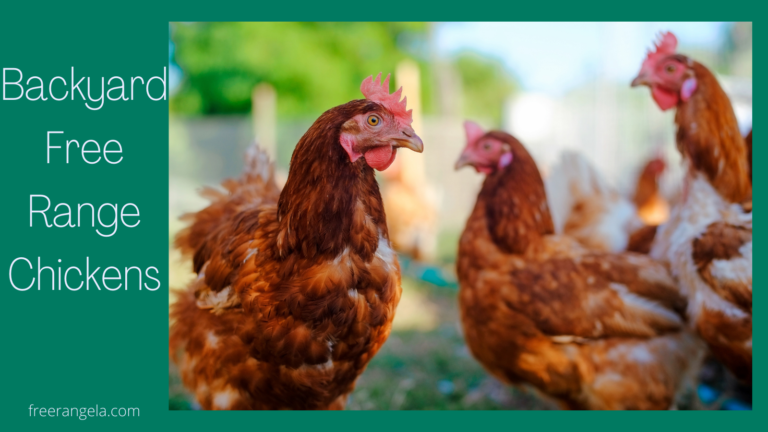 Can You Keep Free Range Chickens In Your Backyard?