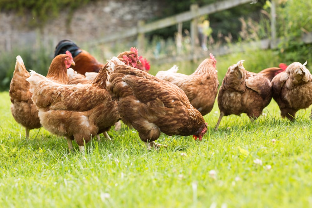 where do free range chickens lay their eggs